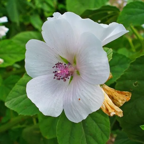 NervesAid™ Marshmallow Root Botanical Ingredient