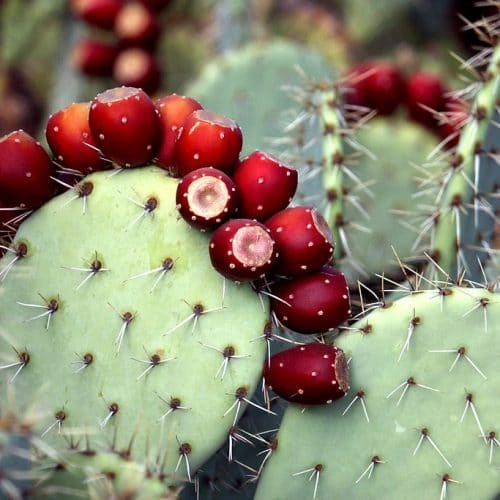 NervesAid™ Prickly Pear Botanical Ingredient