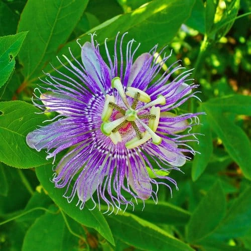 NervesAid™ Passion Flower Botanical Ingredient